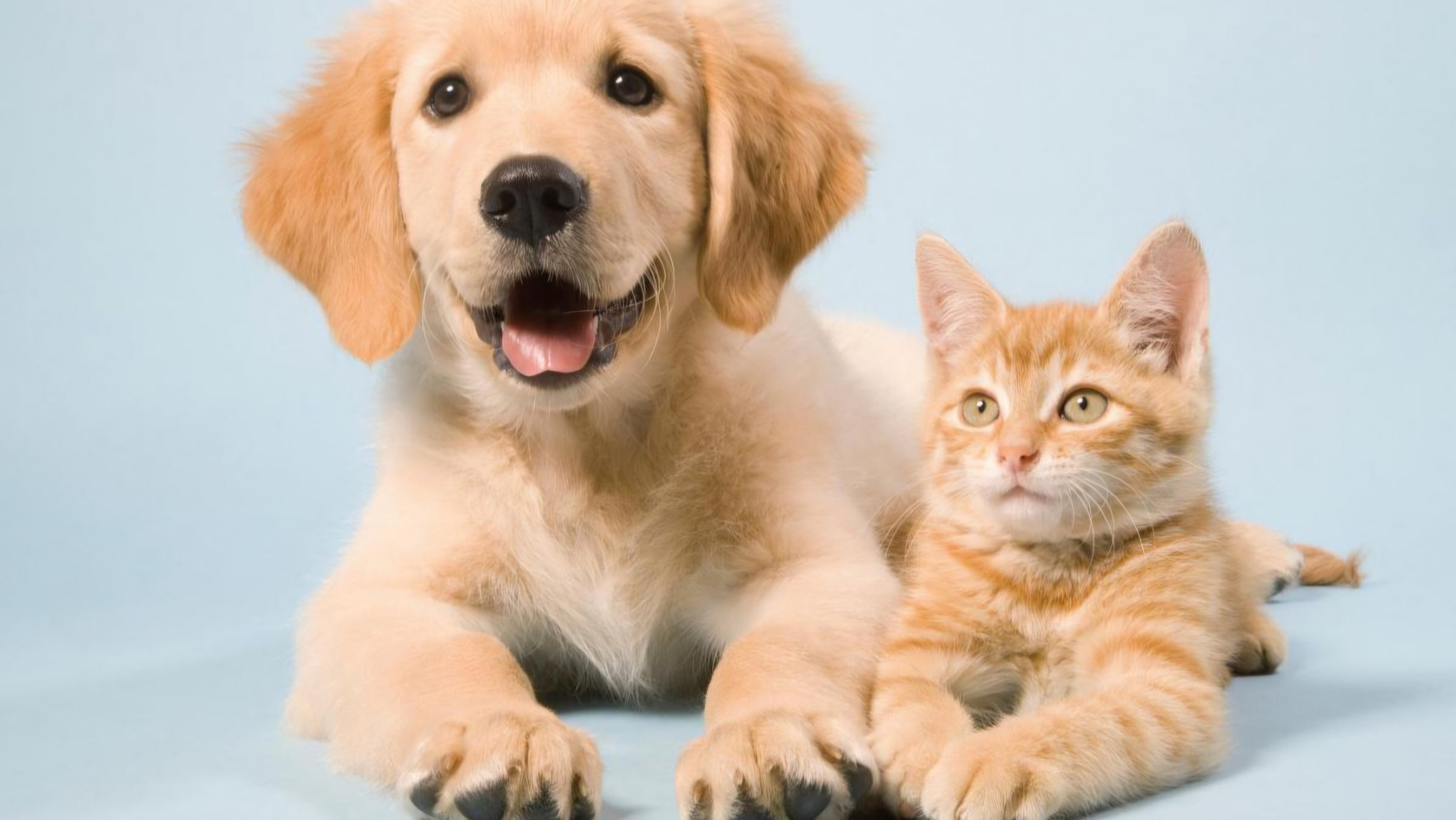 Animaux de compagnie