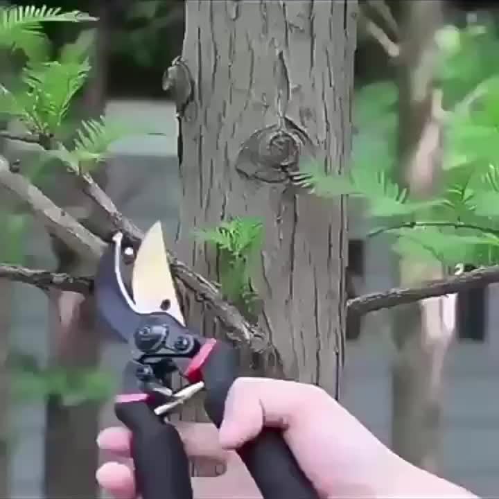 Sécateur professionnel à titanium 8,5" (T13) Lames ultra-tranchantes pour tailler arbustes, haies et plantes, outil de jardinage manuel robuste et durable.