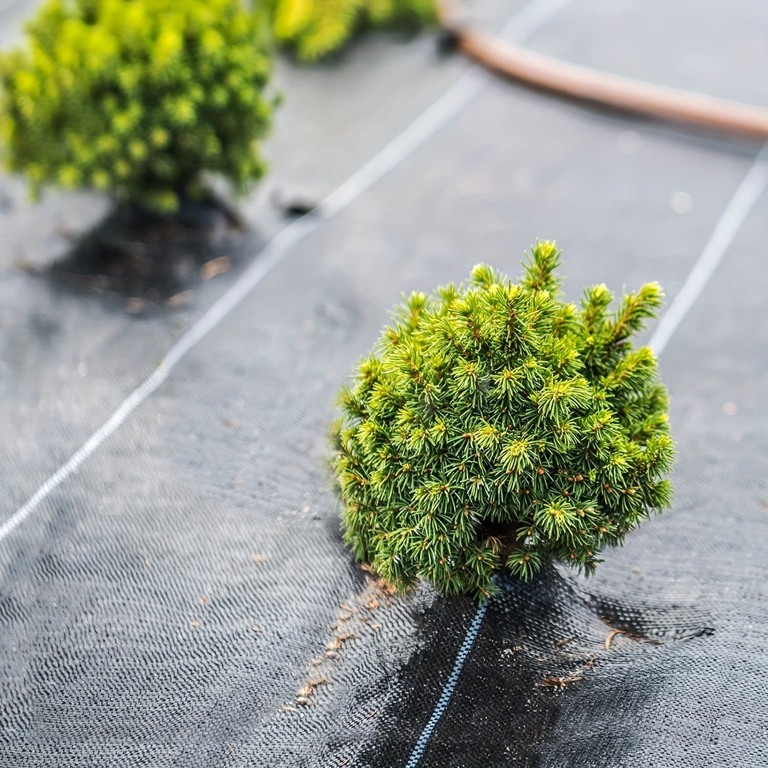 Rouleau de toile anti-mauvaises herbes noire, PP durable, surface texturée, contrôle efficace des mauvaises herbes, idéal fleurs, légumes et aménagement paysager.