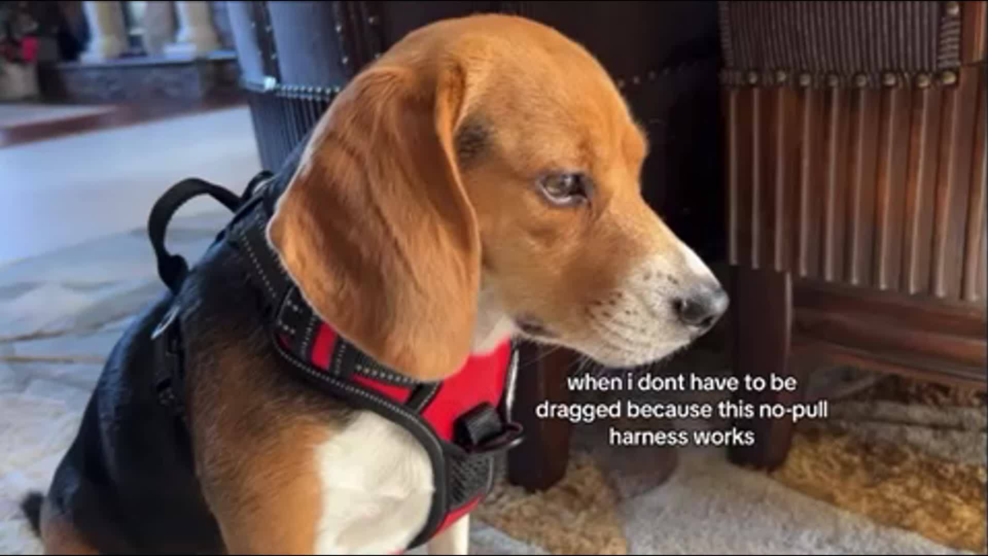 Harnais pour chien réfléchissant, sans étranglement. Avec clips avant/arrière, poignée de contrôle pour entraînement et promenades, rembourré et confortable.