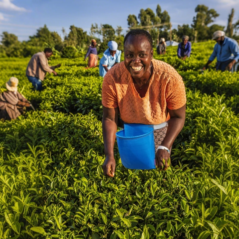 Heavy-Duty Large Capacity PE Overalls - Heavy-Duty All-in-One Workwear for Farmers, Gardening, Agriculture - Spacious Work Area, Easy-Clean Design, Durable &amp; Sturdy - Ideal for Planting, Harvesting, Weeding, Seed Starting - C