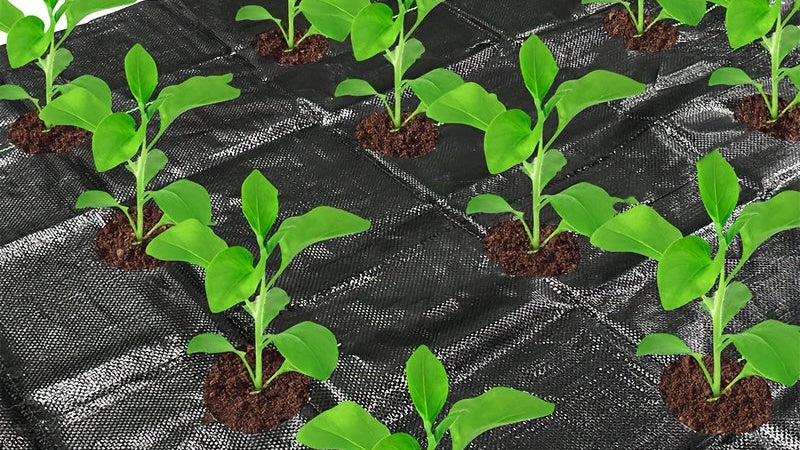 Breathable Hole Strawberry and Vegetable Planting Net for Garden Use - Durable PP Material, All-Season Usage, DIY Cuttable to Size, Suitable for Gardening Prevent Weed Growth Easy to use &amp; Store, Strawberry Growing Aid, Guard